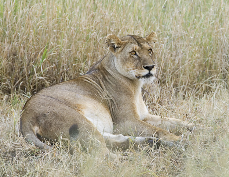 Lioness