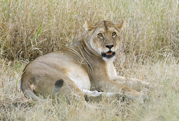 Lioness