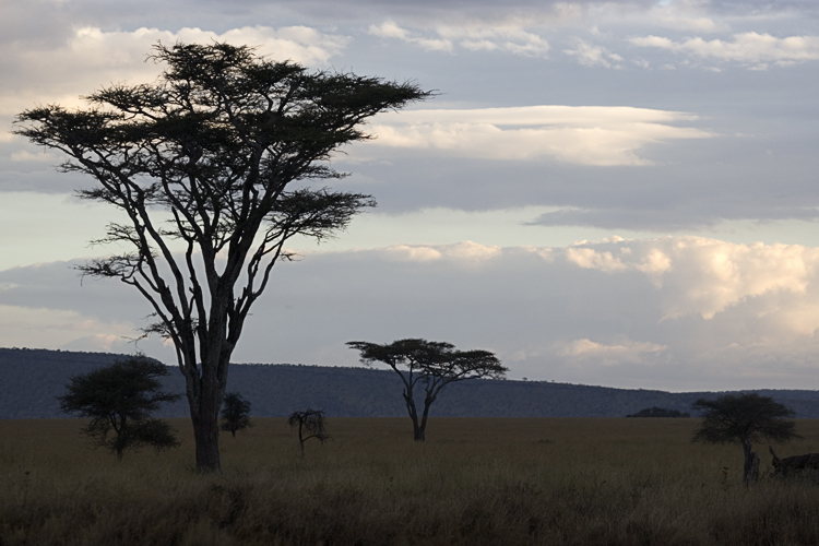 Serengeti at days end