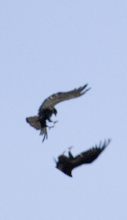 Eagles fighting