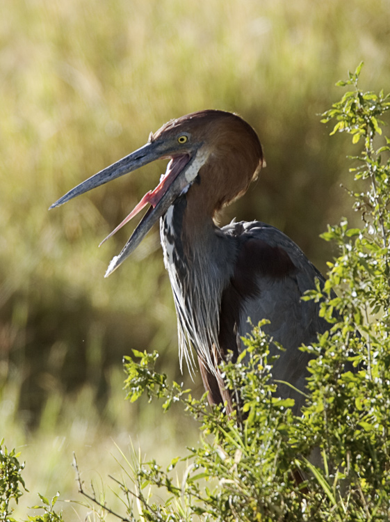 Goliath Heron