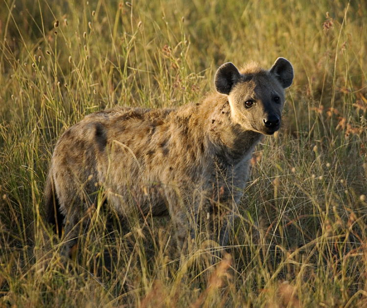 Hyena