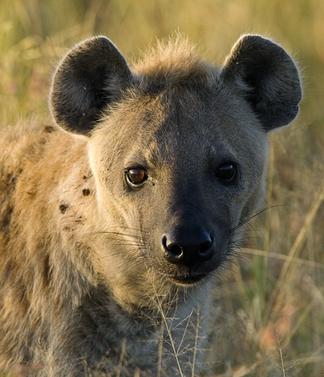 Hyena portrait