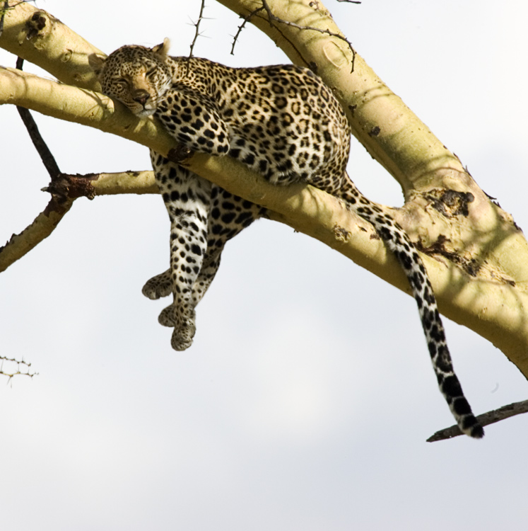 Leopard resting in tree