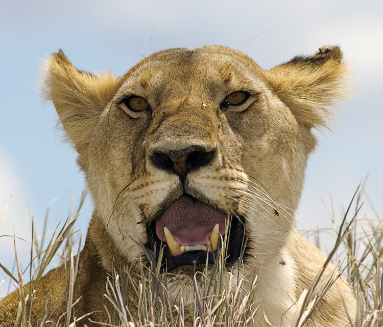 Lioness Portrait