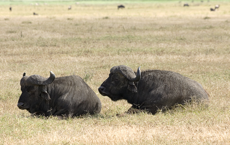 Cape Bufalo at rest