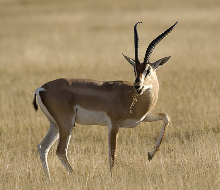 Grants Gazelle