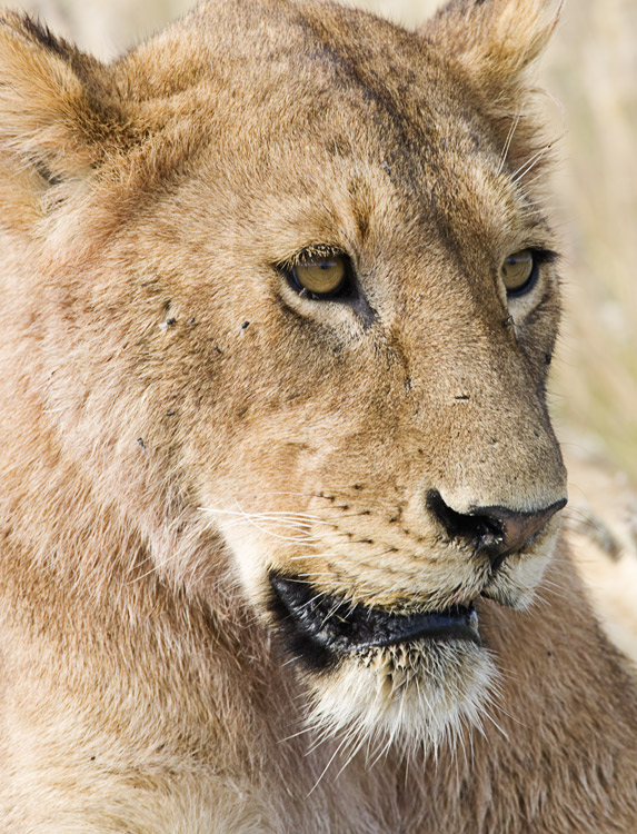 Lioness Portrait