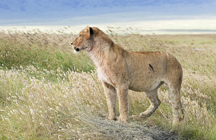 Lioness calling for pride