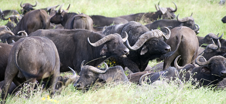 Cape Buffalo