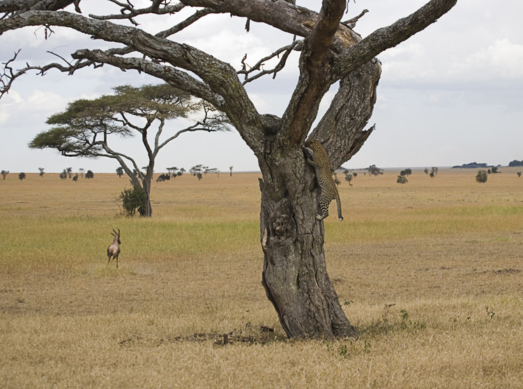 Leopard climbing tree