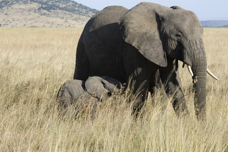 Mother nursing child