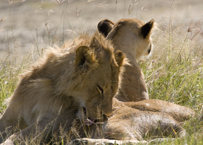 Couple resting