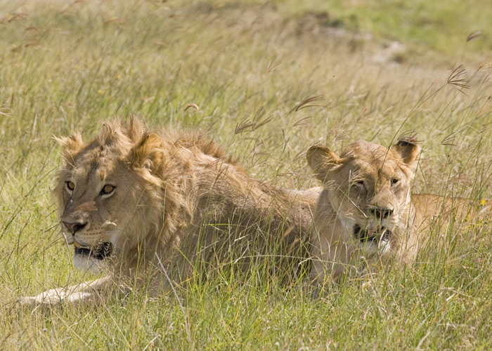 Lion pair