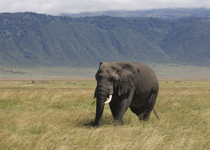 Elephant in the crater