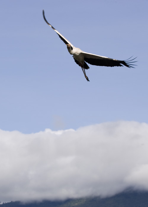 Crane over the crater