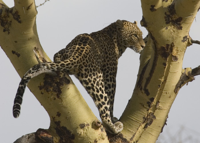 Another branch