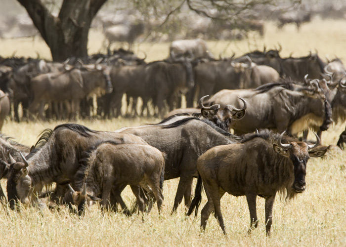 Wildebeest migration