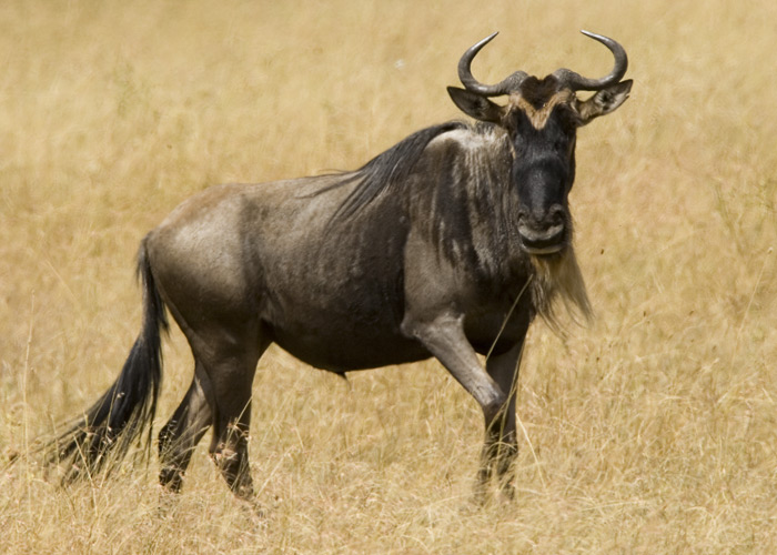 Wildebeest