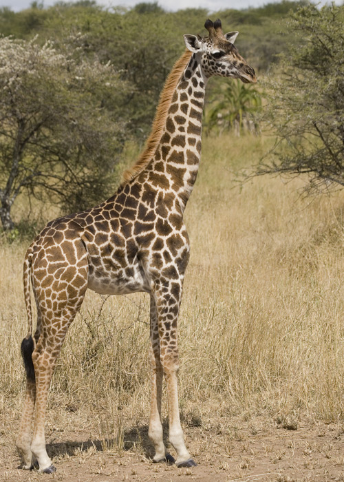 Giraffe profile