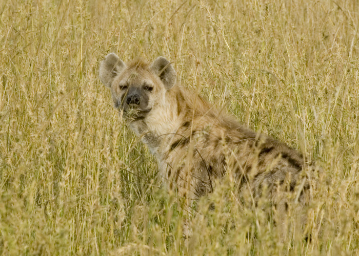 Hyena