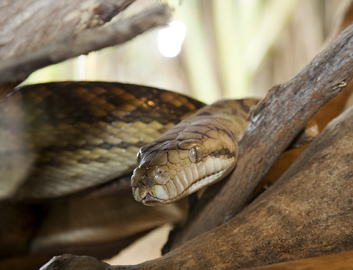 Python