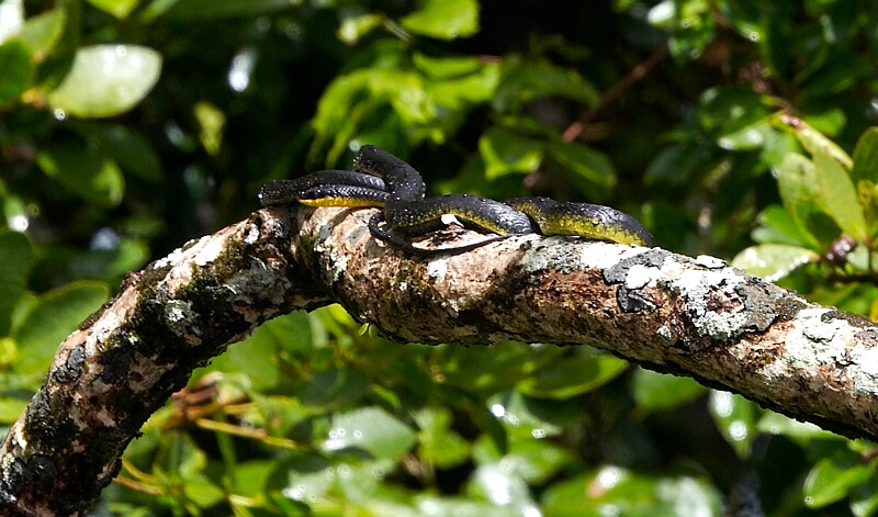 Tree Snake