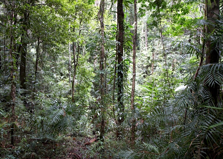 Rainforest
