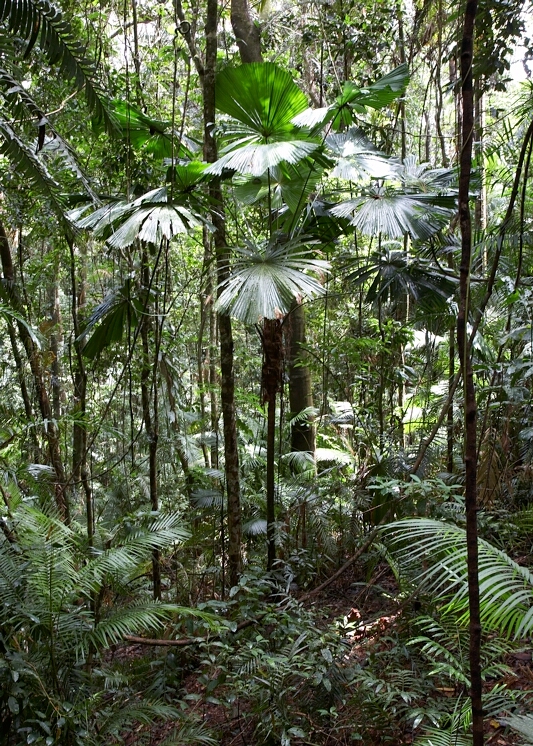 Rainforest