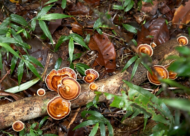 Rainforest