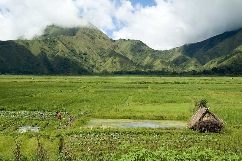 Farms along the way to Sembalun Lawang, Lombok, Indonesia