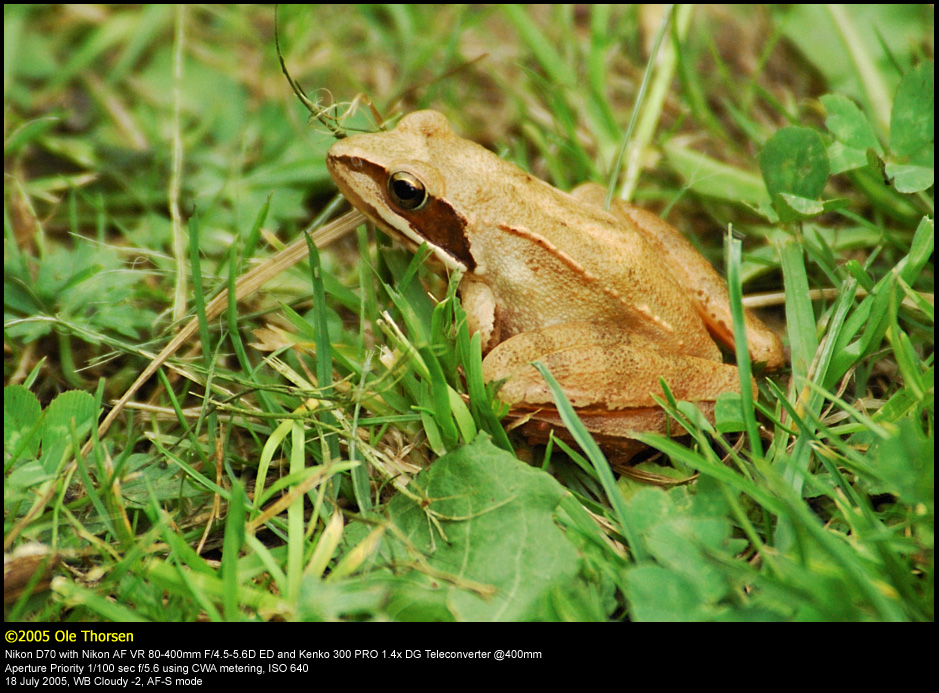 Agile Frog (Springfr / Rana dalmatina)