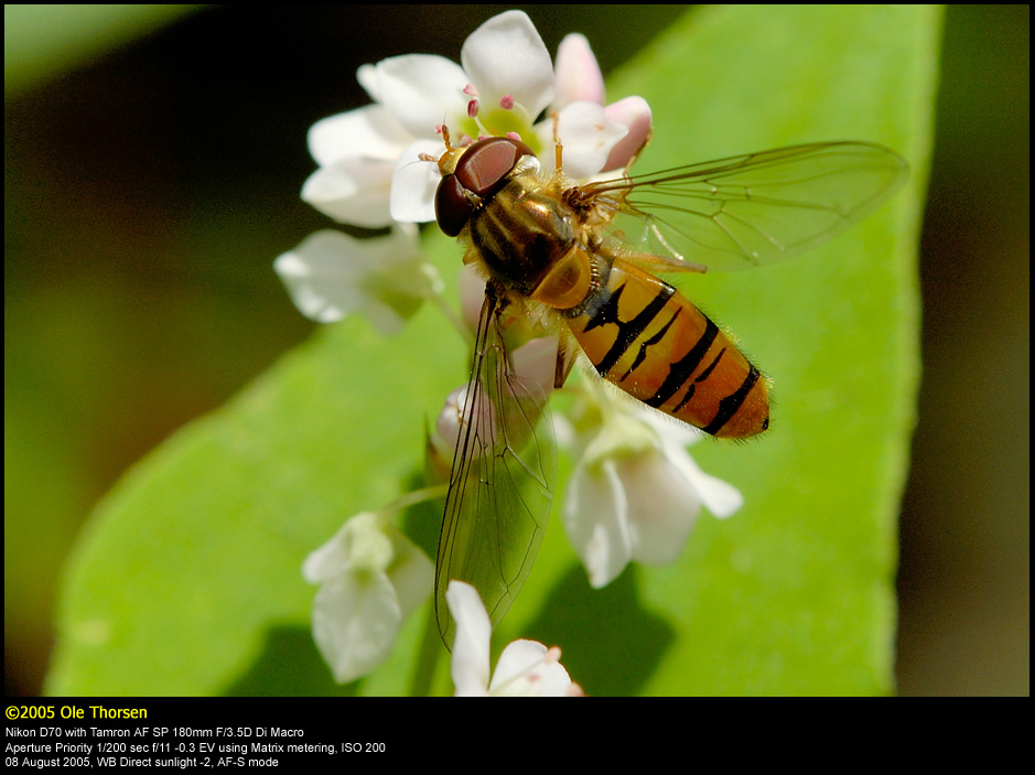 Marmelade Fly (Dobbeltbndet svirreflue / Episyrphus balteatus)