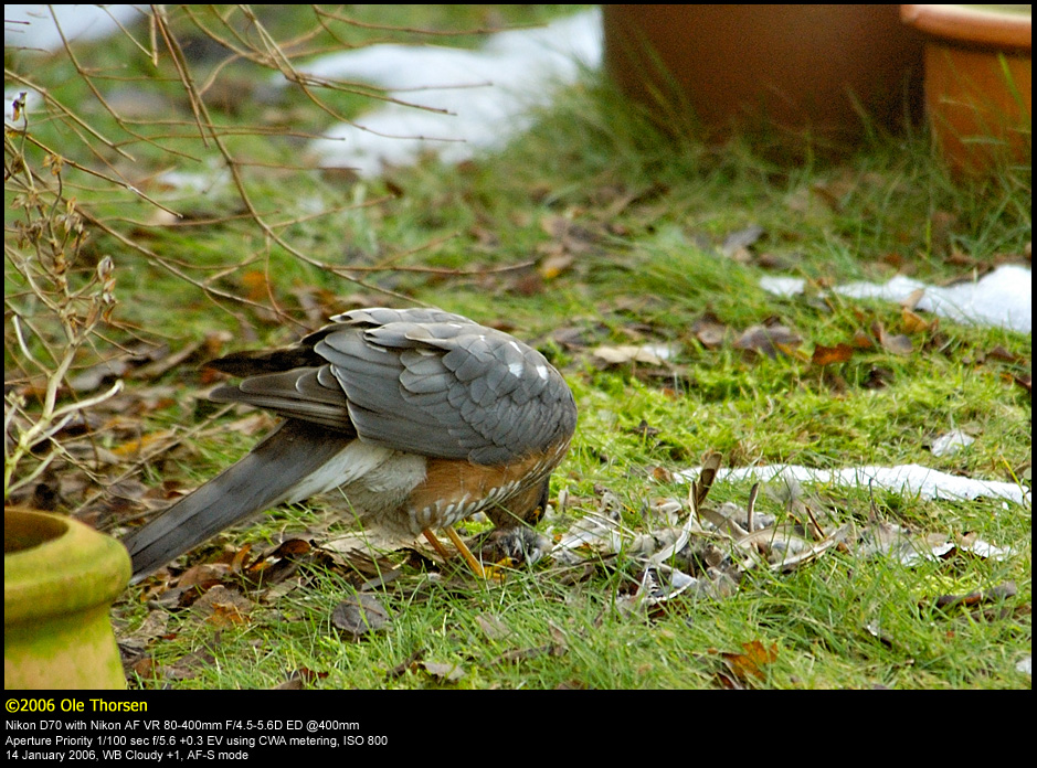 Sparrowhawk (Spurvehg / Accipiter nisus)