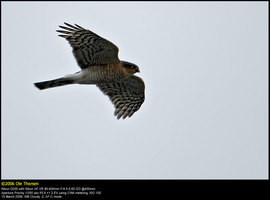 Sparrowhawk (Spurvehg / Accipiter nisus)