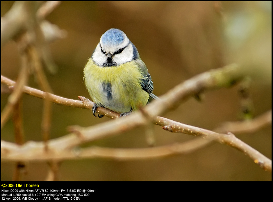 Blue tit (Blmejse / Cyanistes caeruleus)