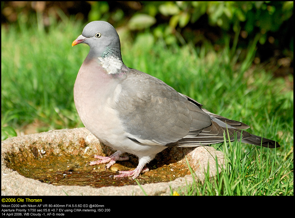Wood Pigeon (Ringdue / Columba palumbus)