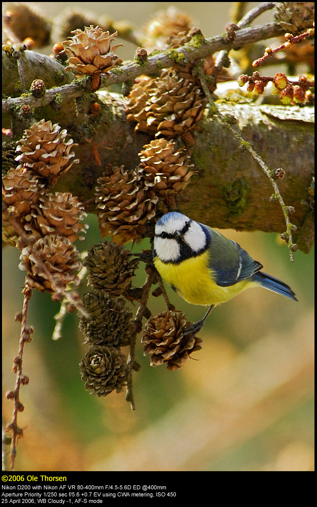 Blue tit (Blmejse / Cyanistes caeruleus)