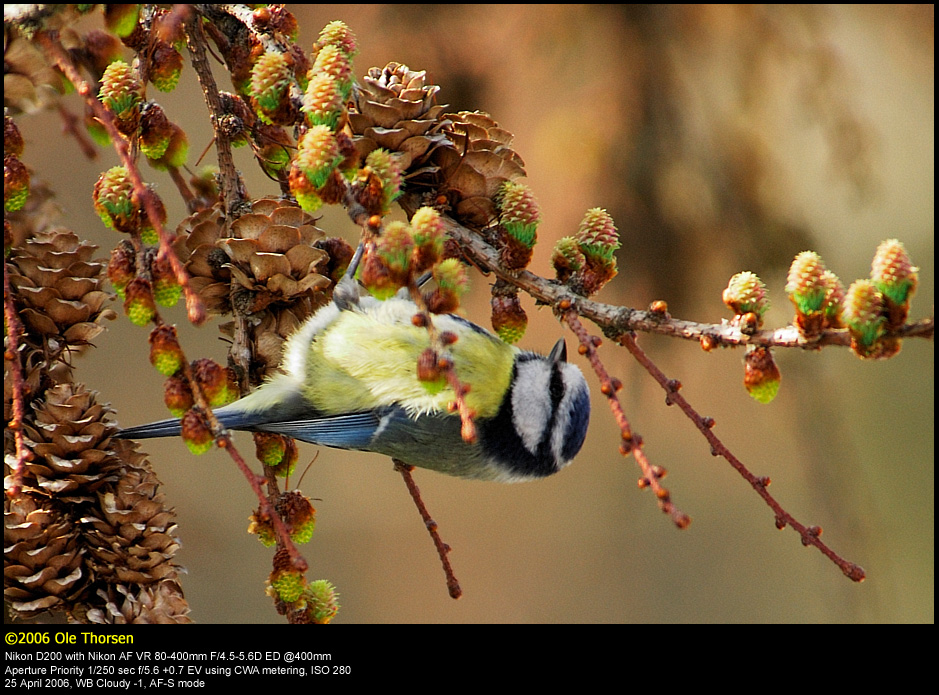 Blue tit (Blmejse / Cyanistes caeruleus)