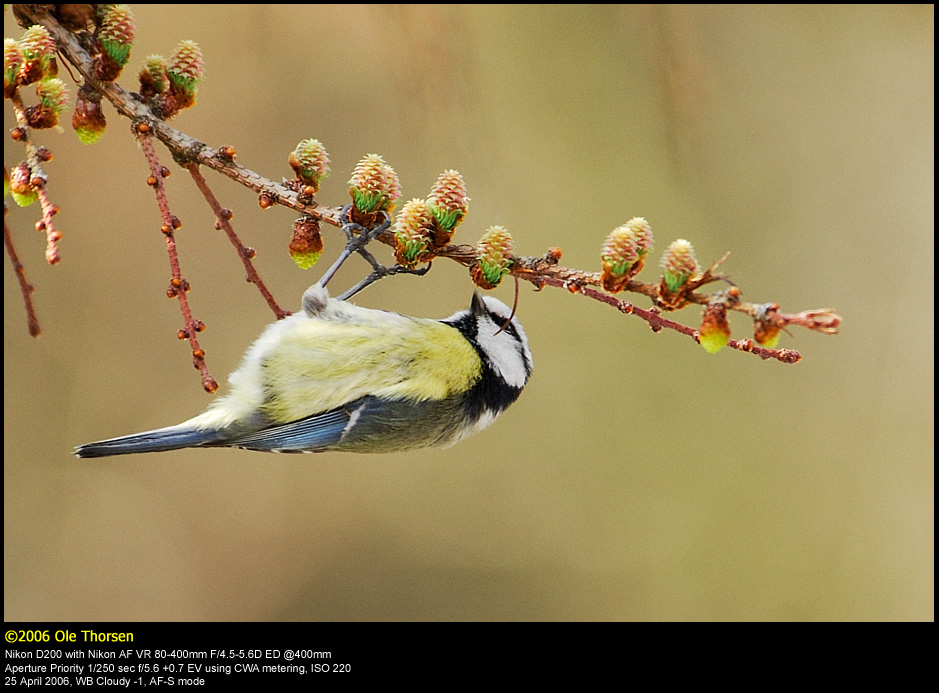 Blue tit (Blmejse / Cyanistes caeruleus)