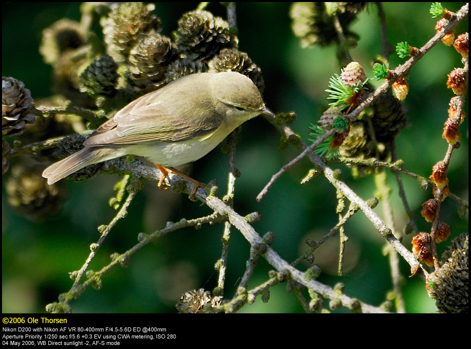 Willow warbler (Lvsanger / Phylloscopus trochilus)