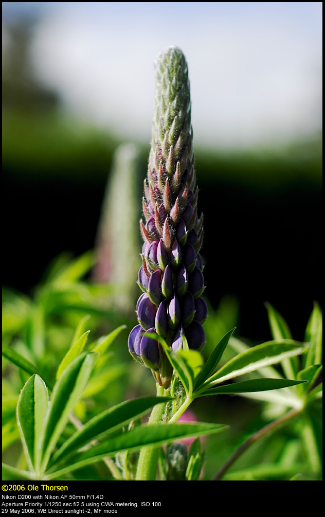 Garden Lupin (Lupin / Lupinus polyphyllus)