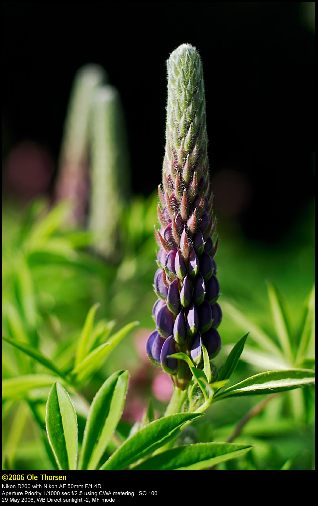 Garden Lupin (Lupin / Lupinus polyphyllus)