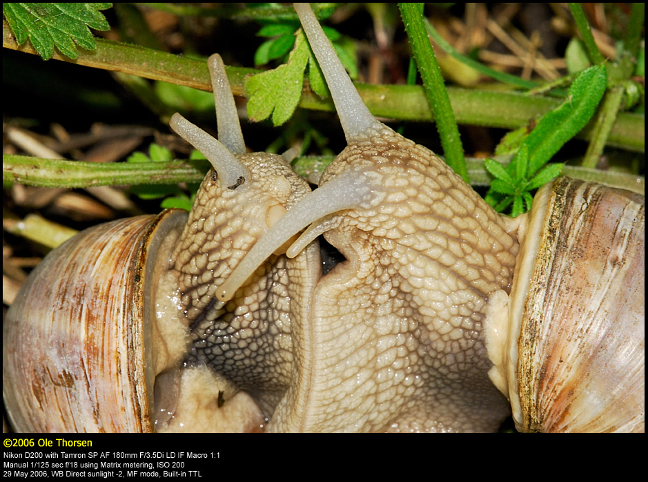 Roman Snail (Vinbjergsnegl / Helix pomatia)