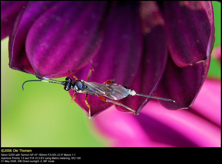 Ichneumon wasp (Snyltehveps  / Ichneumon sp.)