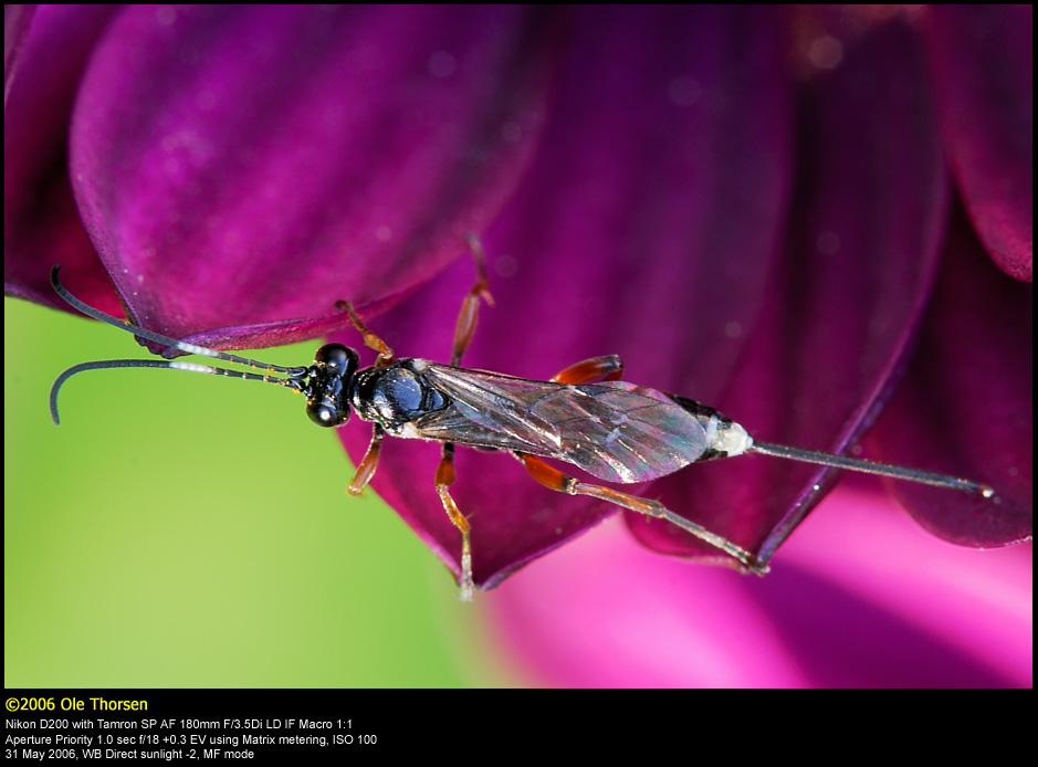 Ichneumon wasp (Snyltehveps  / Ichneumon sp.)