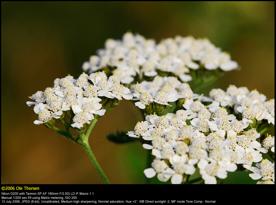 Yarrow (Rllike / Achillea millefolium)