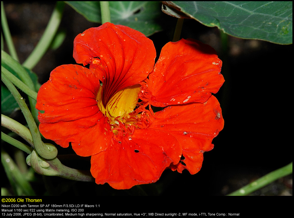 Nasturtium (Blomsterkarse / Tropaeolum majus)