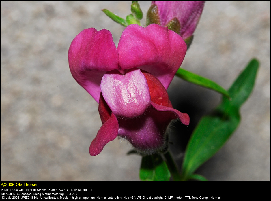 Sweet pea (Vr-fladblg / Lathyrus vernus)