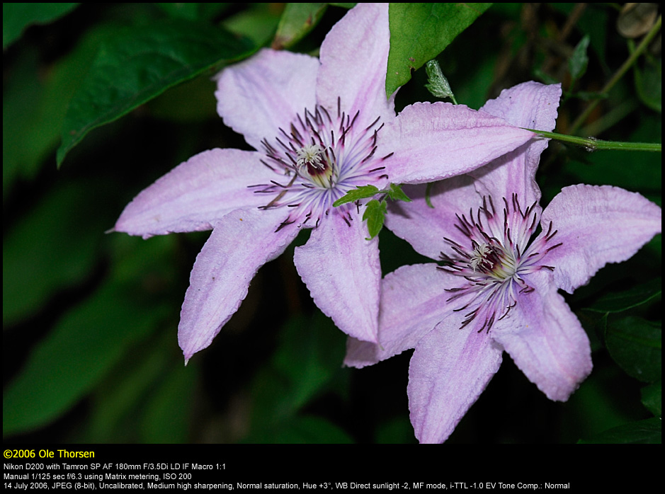 Clematis (Clematis / Clematis)